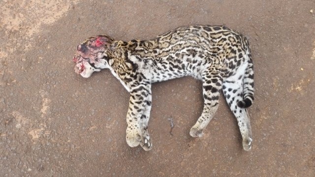 Jaguatirica morta encontrada às margens da rodovia BR-163 (Foto: Divulgação/ PMA)
