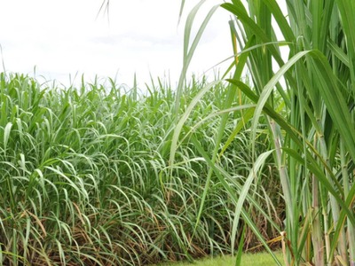 Entre os principais produtos agrícolas produzidos no estado, cana-de-açúcar registrou o maior incremento no VBP, diz MAPA (Foto: Anderson Viegas/G1 MS)
