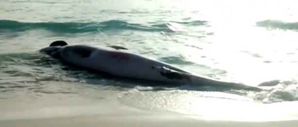 Carcaça de baleia é encontrada na Região dos Lagos, no Rio © Blog do Eduander Silva