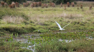 Pantanal sul-mato-grossense atrai turistas do mundo todo - Foto: Divulgação
