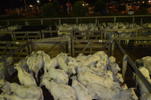 Pecuaristas migraram para outras atividades e com oferta menor preço deve subir ainda mais (Foto: Divulgação/Famasul)