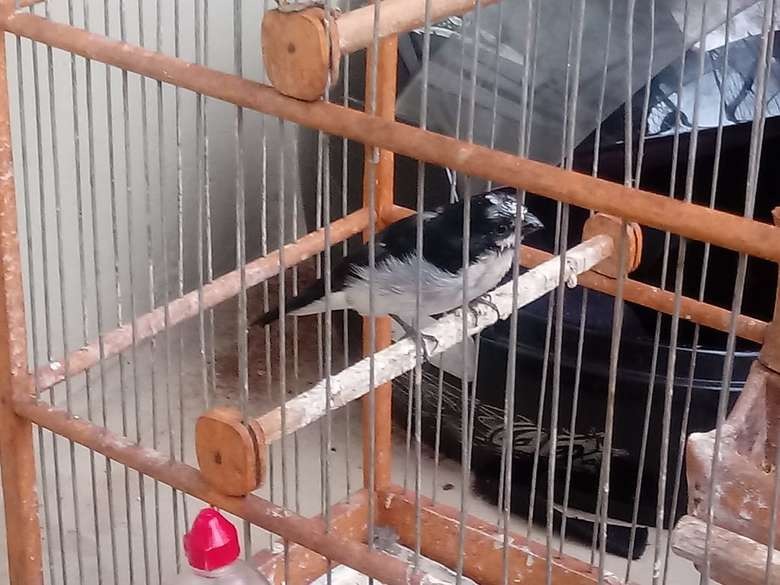 O homem mantinha as aves ilegalmente em gaiolas em sua residência, em Dourados. — Foto: Polícia Militar Ambiental/Divulgação