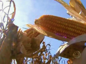 Concurso vai premiar o agricultor que produzir a espiga de milho mais pesada (Foto: Reprodução/TV Morena)
