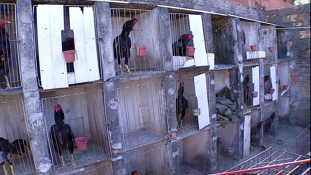 Galos ficavam em gaiolas individuais e sem ventilação (Foto: Reprodução)