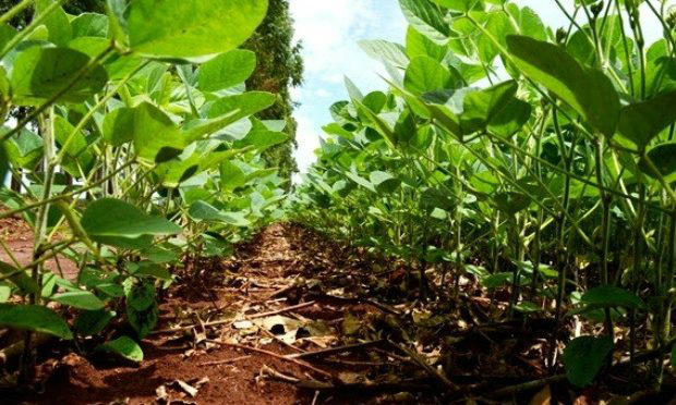 O cadastro é realizado exclusivamente pela internet e pode gerar multa para produtores que deixarem de realizá-lo