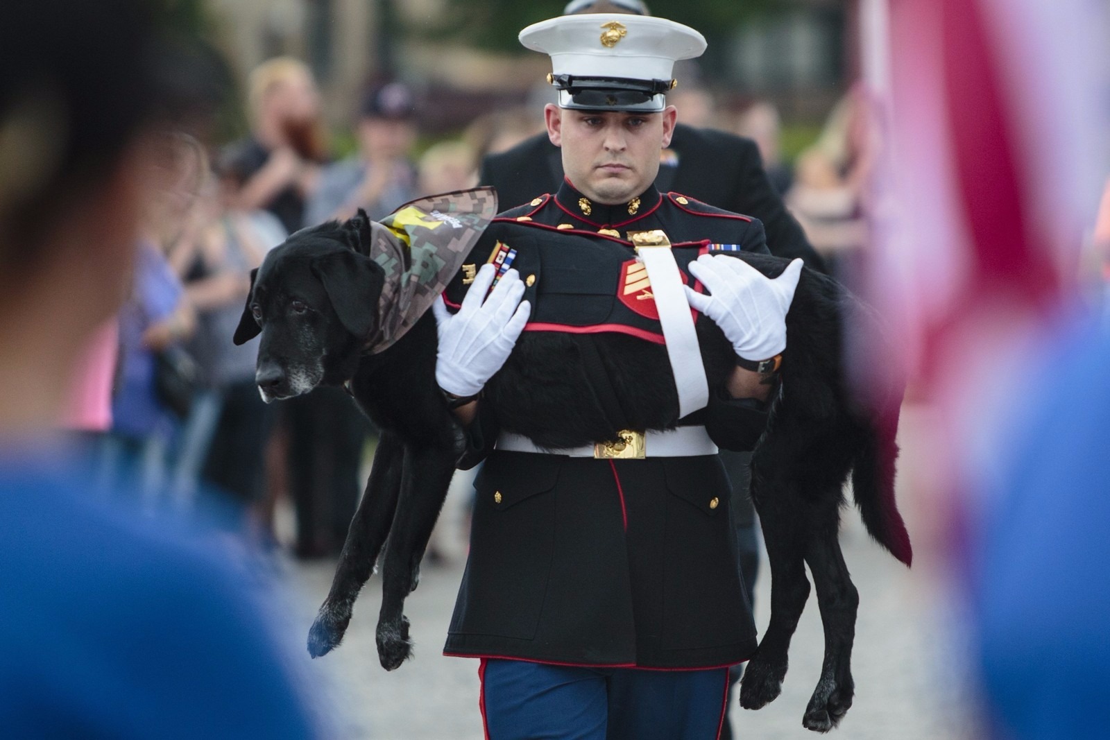 Veterano de guerra Jeff Young carrega Cena, cachorro de 10 anos em sua cerimônia de despedida (Foto: Joel Bissell/Muskegon Chronicle via AP)