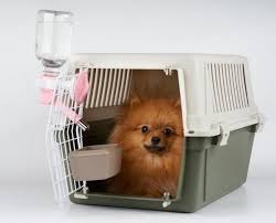 Viagem de carro com Pet: confira as orientações do Conselho de Medicina Veterinária