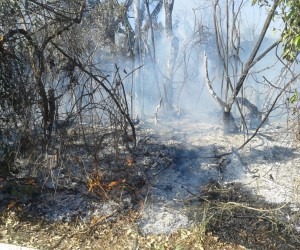 Chamas atingiram vegetação e ameaçaram prédios - Gerson Oliveira