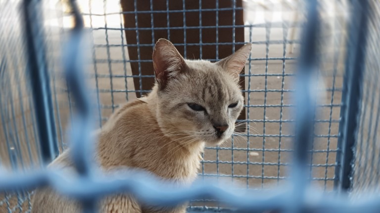 Continua suspenso o agendamento de castração de felinos Divulgação