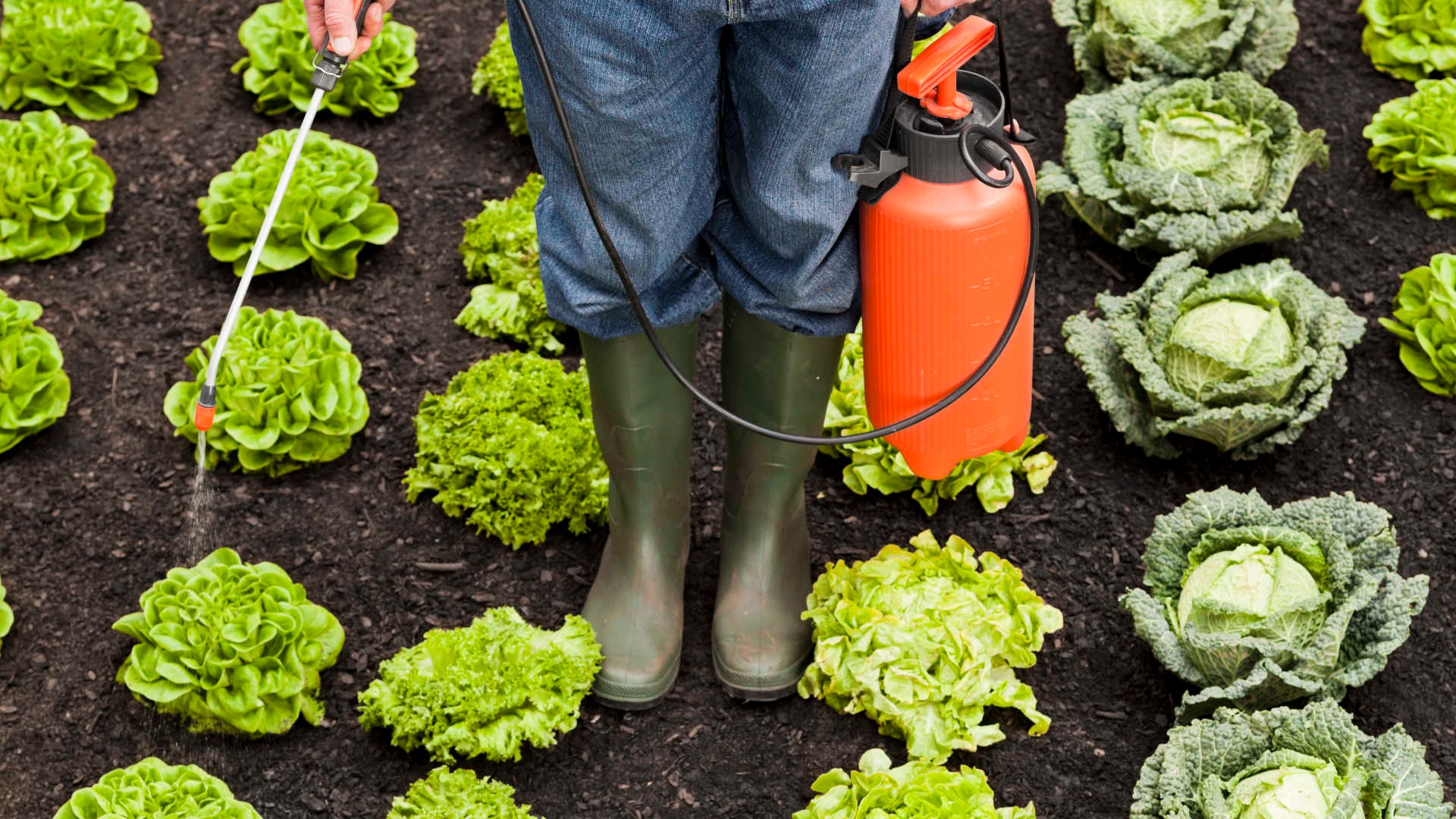 Brasileiros consomem cinco litros de agrotóxicos por ano iStock