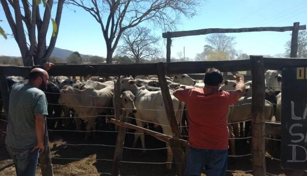 Garras apreende 39 animais em operação contra furto de gado Garras apreende 39 animais em operação contra furto de gado