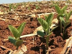Campo Grande recebe curso sobre fertilidade do solo na próxima semana Evento vai discutir fertilidade e adubação do solo
(Foto: Reprodução/TV Morena)
