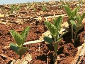 Evento vai discutir fertilidade e adubação do solo
(Foto: Reprodução/TV Morena)