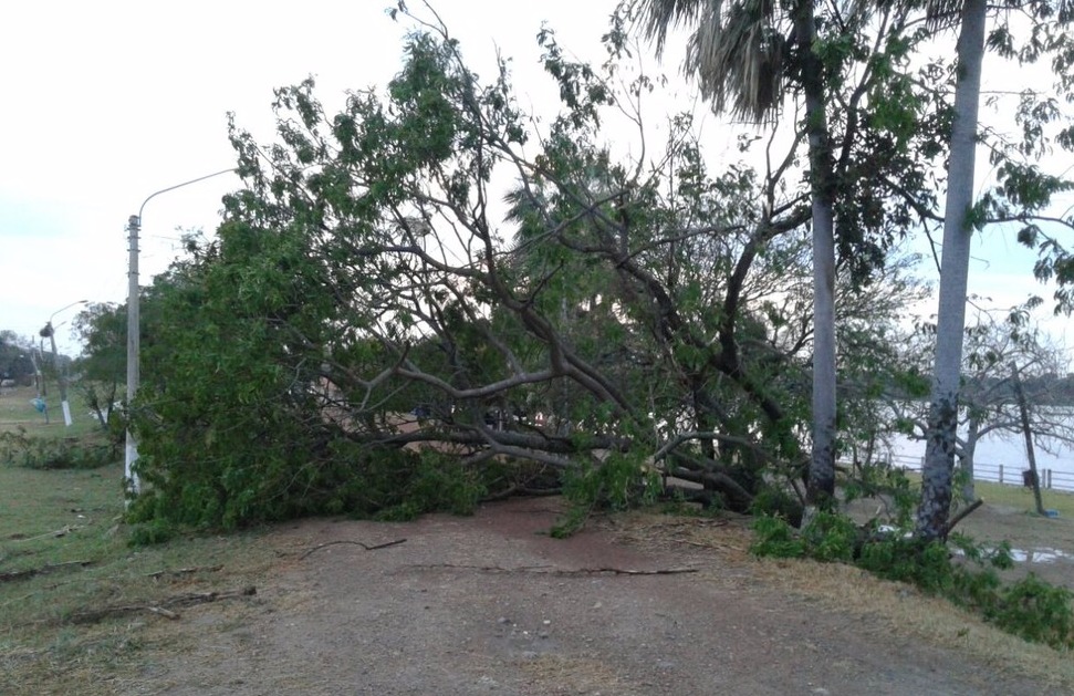 Árvore caída em rua, perto do rio Paraguai (Foto: Corpo de Bombeiros/ Divulgação)