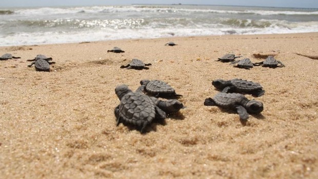 Tamar comemora 40 anos com 40 milhões de tartarugas soltas Tamar comemora 40 anos com 40 milhões de tartarugas soltas