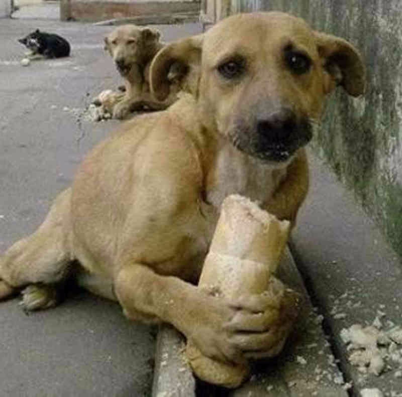 Instituição que recolhe animais abandonados realiza bazar para pagar dívida de R$ 15 mil Reprodução