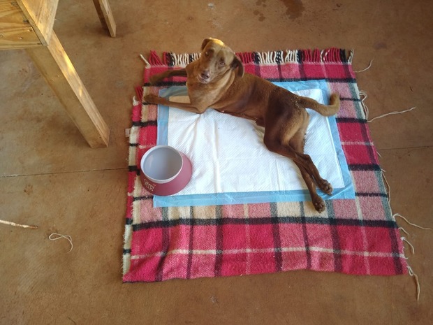 Com a chegada das festas de fim de ano, aumenta abandono de animais nas ruas