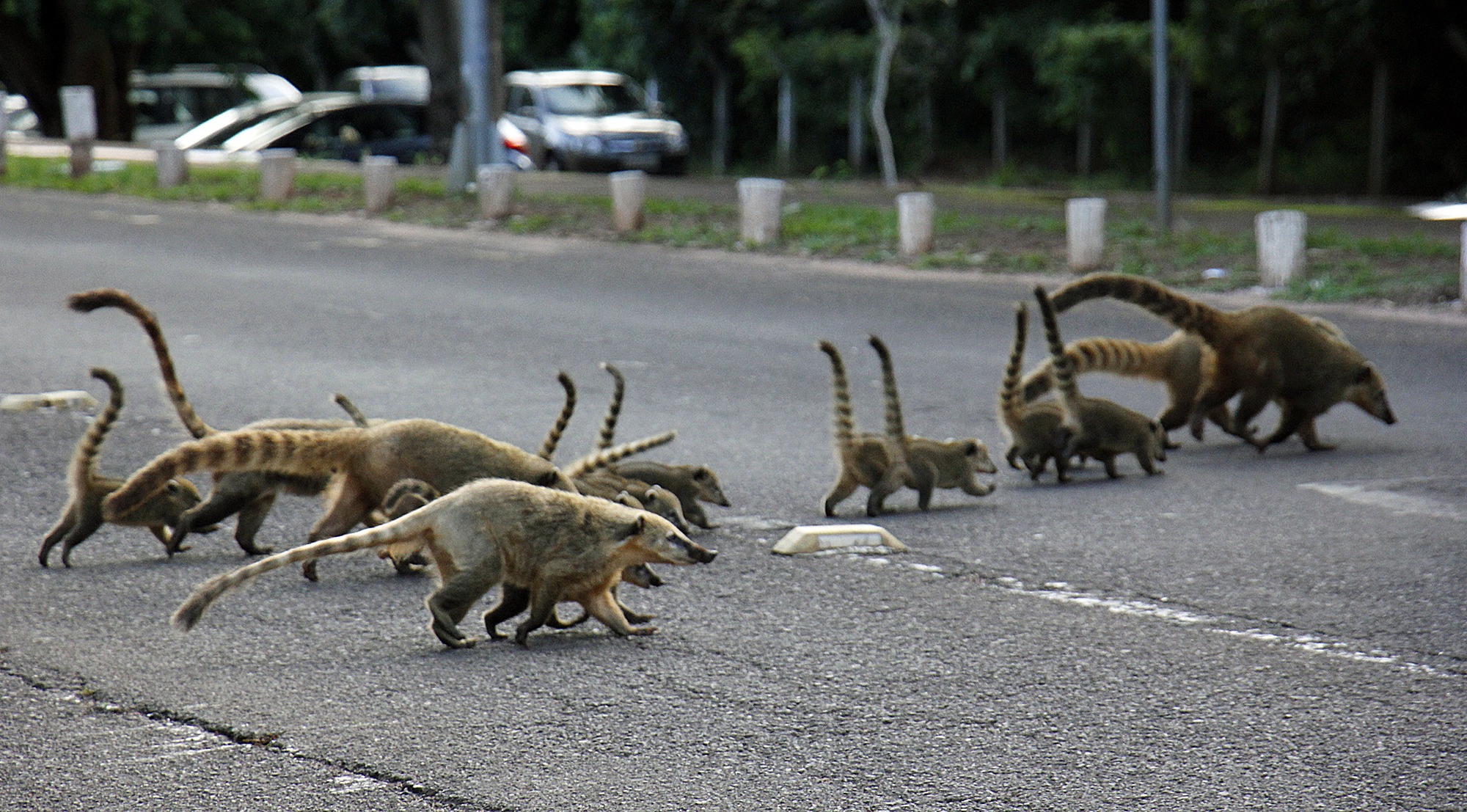 Família de quatis atravessando via do Parque dos Poderes. Chico Ribeiro