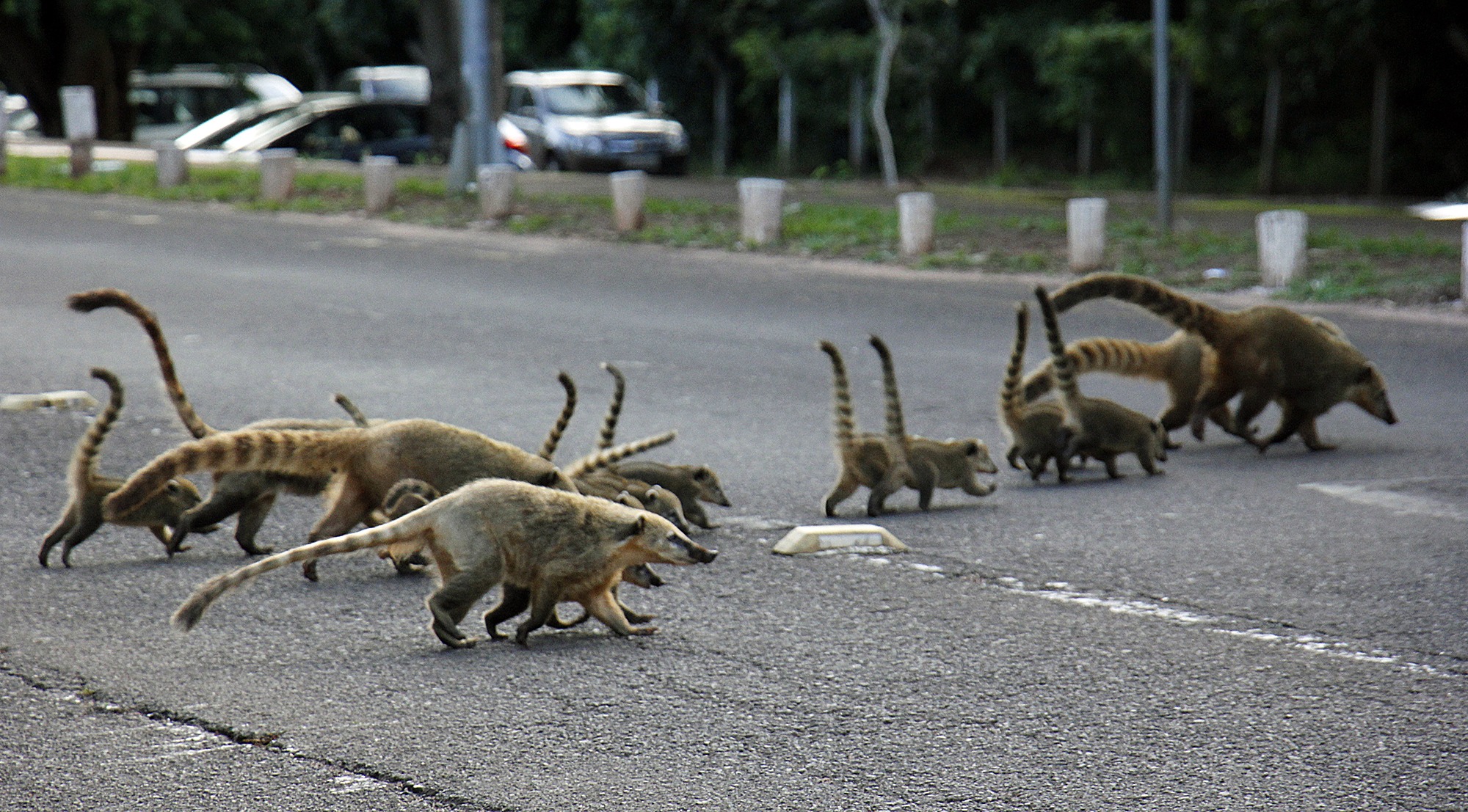 Reprodução de animais exige cuidado redobrado de motoristas no verão Família de quatis atravessando via do Parque dos Poderes. Chico Ribeiro