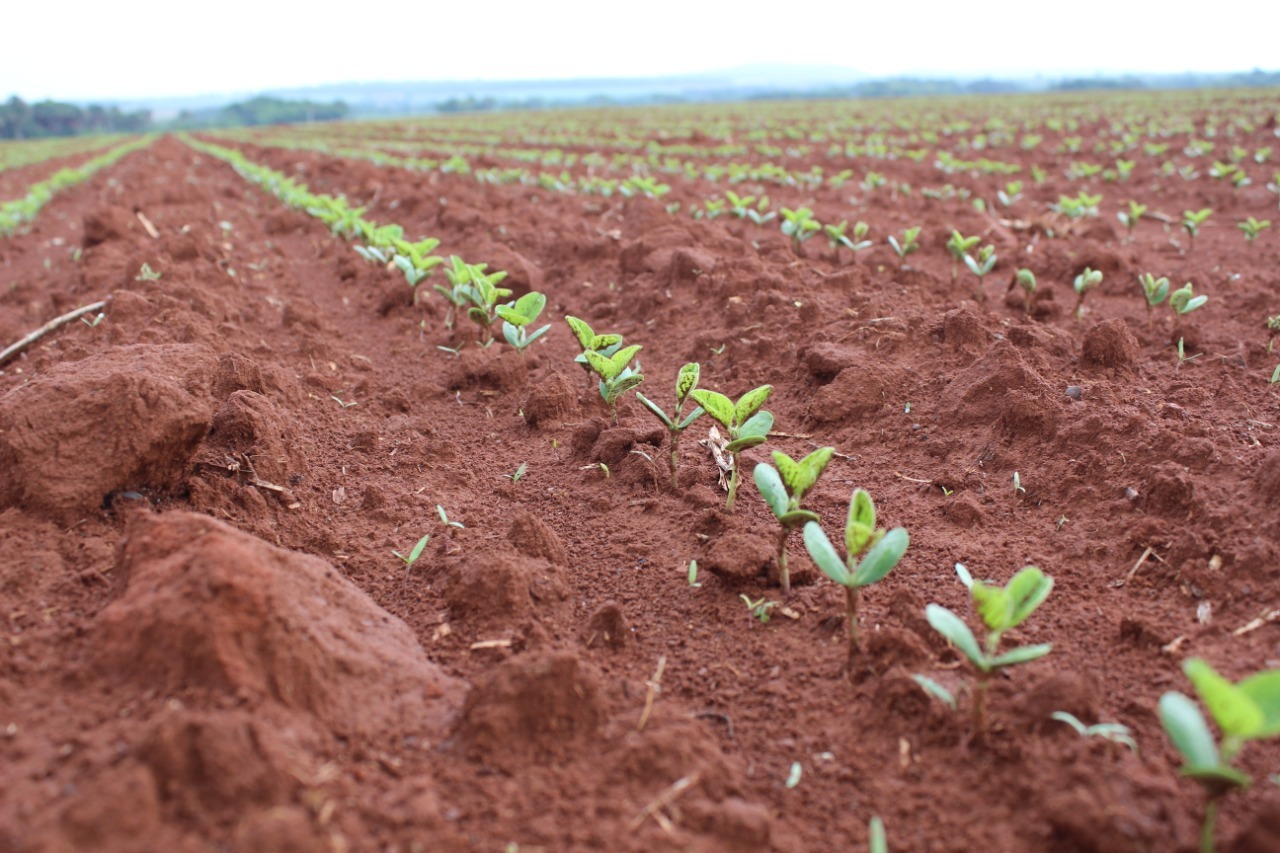 Plantio da soja termina com 14 dias de atraso em Mato Grosso do Sul Luciano Muzzi, Fazenda Fortaleza, Maracaju