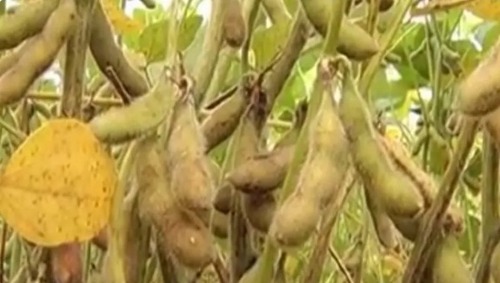 MS já registrou sete focos de ferrugem asiática na safra 2017/2018, aponta Consórcio Antiferrugem (Foto: Reprodução/TV Morena)
MS já registrou sete focos de ferrugem asiática na safra 2017/2018, aponta Consórcio Antiferrugem (Foto: Reprodução/TV Morena)