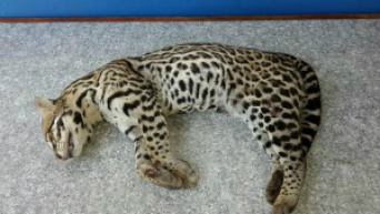 Jaguatirica é encontrada ferida às margens da 163 Animal foi encontrado às margens de rodovia - Foto: Divulgação