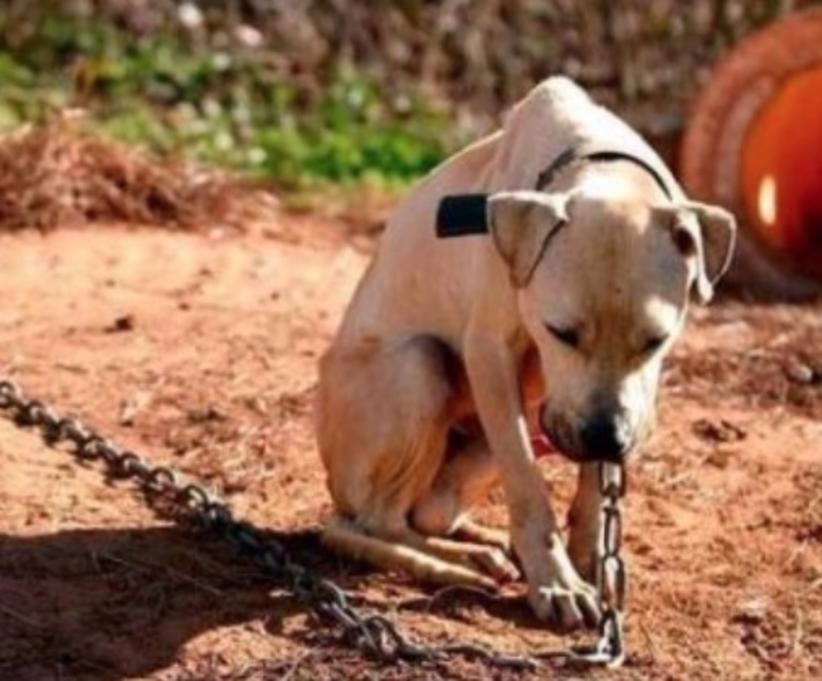 Comissão analisa projeto que aumenta pena para maus-tratos a animais Foto Ilustrativa