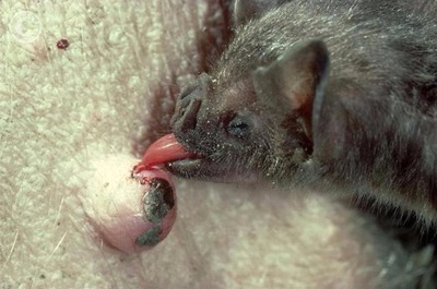 A raiva é transmitida pelo morcego hematófago a qualquer mamífero. O vetor tem um raio de alcance de aproximadamente 15 quilômetros

Imagem reprodução 