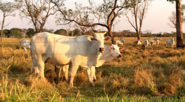 Estratégia de vacinação das regiões de Fronteira e Planalto é nivelado em Mato Grosso do Sul