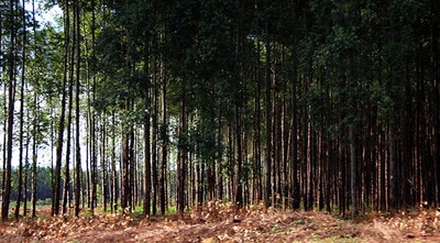 O setor rural foi responsável por 64% de contratações do FCO em 2017,  com destaque para empreendimentos de reflorestamento e recuperação de pastagens, renovação de lavoura de cana-de-açúcar, aquisição de máquinas e equipamentos agrícolas

