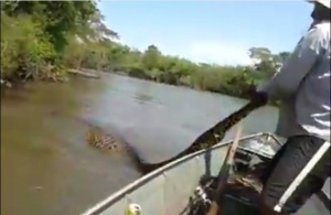 Vídeo mostra perseguição a sucuri de 5 metros que engoliu capivara Homem segura várias vezes rabo do animal que tenta fugir.
(Foto: Divulgação)
