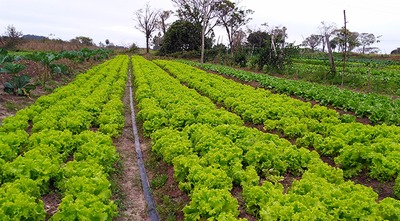 Escolas estaduais têm R$ 7 milhões para comprar produtos da Agricultura Familiar em 2017
