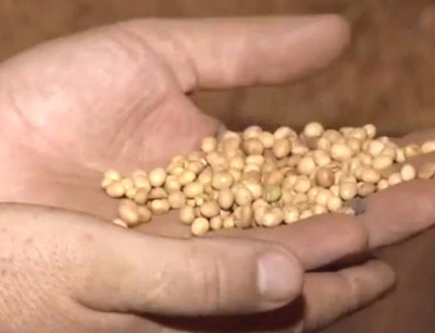 Ministério da Agricultura rebaixa previsão de faturamento da agropecuária em MS em 2017 Receita com agropecuária deve ser menor que a prevista, mas será ainda maior que a de 2016, aponta MAPA (Foto: Reprodução/TV Morena)