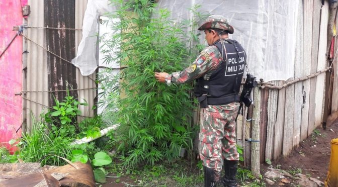 Polícia Ambiental investiga desmatamento e encontra plantio de maconha