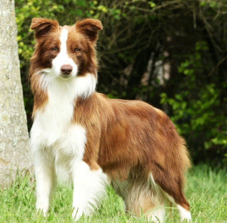 Na hora de escolher um cão, (Border Collie) pode ser uma boa escolha Na hora de escolher um cão, (Border Collie) pode ser uma boa escolha